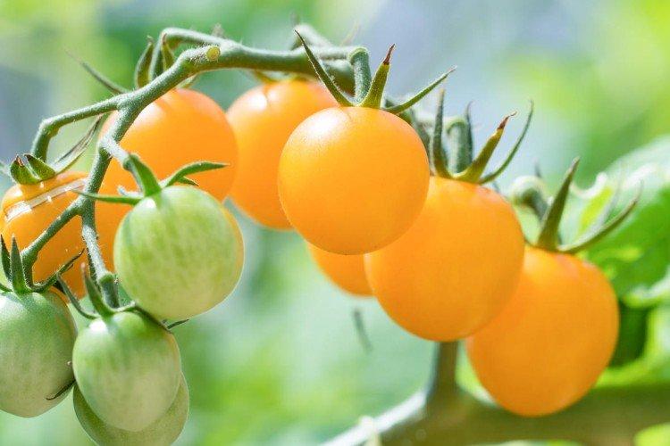 Желтая вишня - Сорта томатов черри для теплиц