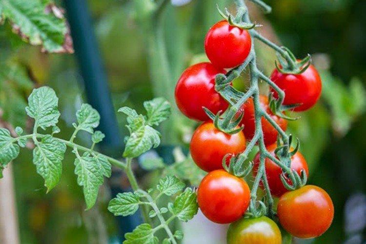 Попугайчик - Сорта томатов черри для теплиц