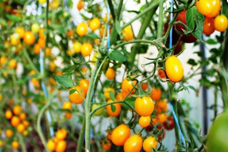 Злоты Дешч - Сорта томатов черри для открытого грунта