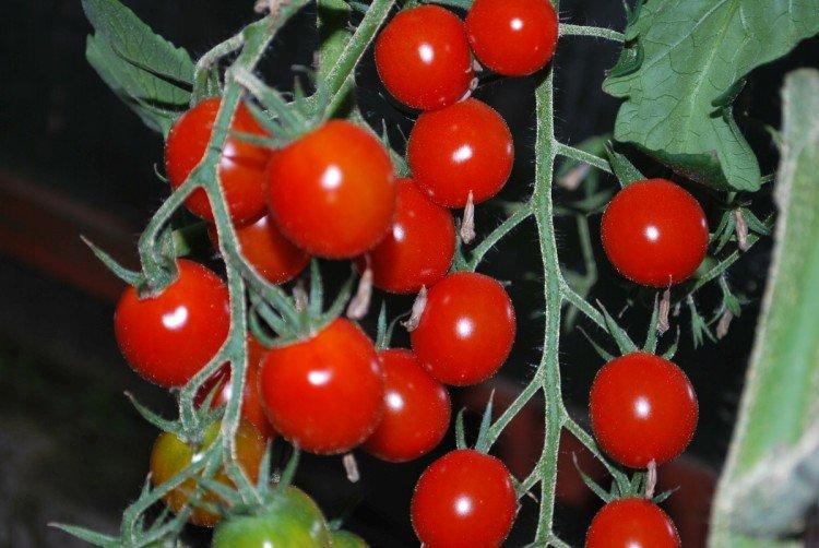 Волшебный каскад - Сорта томатов черри для открытого грунта