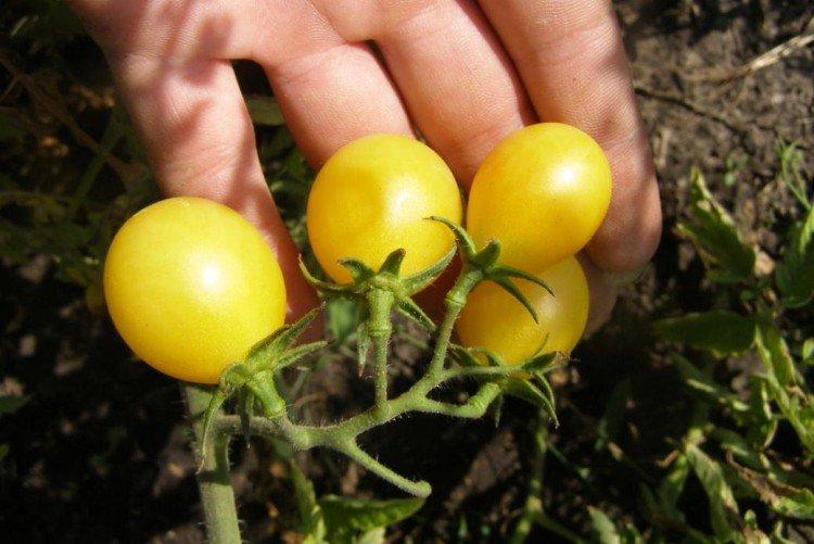 Золотая россыпь - Самые высокоурожайные сорта томатов черри