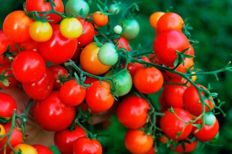 Тини Тим - Самые высокоурожайные сорта томатов черри
