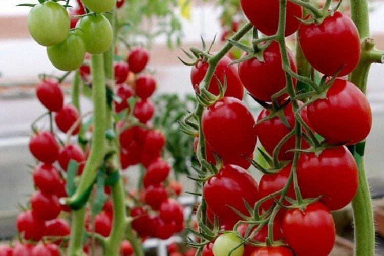 Вера - Самые высокоурожайные сорта томатов черри