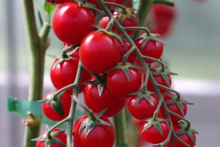 Люба - Самые высокоурожайные сорта томатов черри