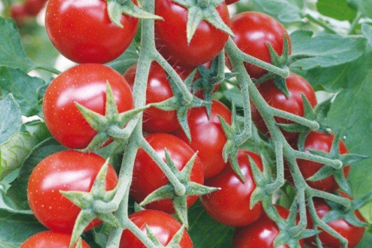 Росе - Самые высокоурожайные сорта томатов черри