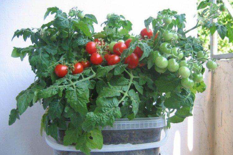 Бонсай - Популярные сорта томатов черри для подоконника