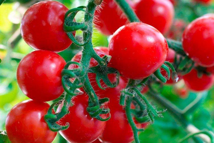 Минибел - Популярные сорта томатов черри для подоконника