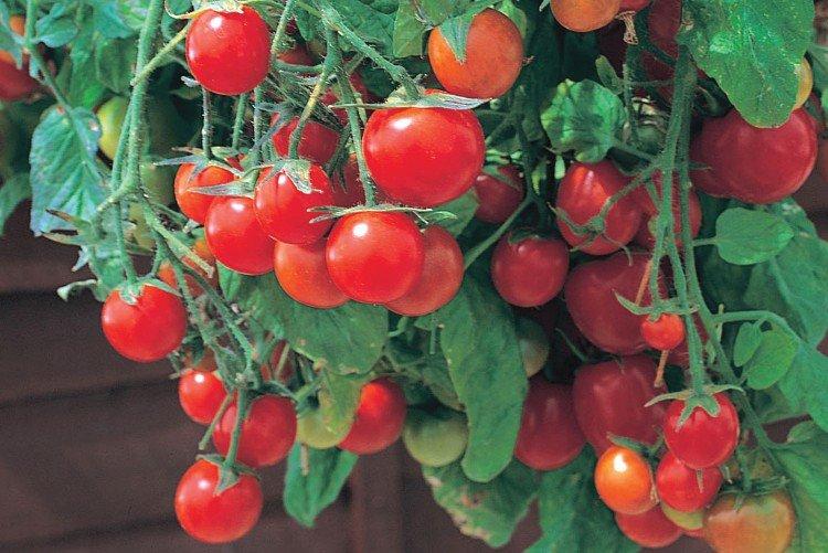 Жемчужинка - Популярные сорта томатов черри для подоконника