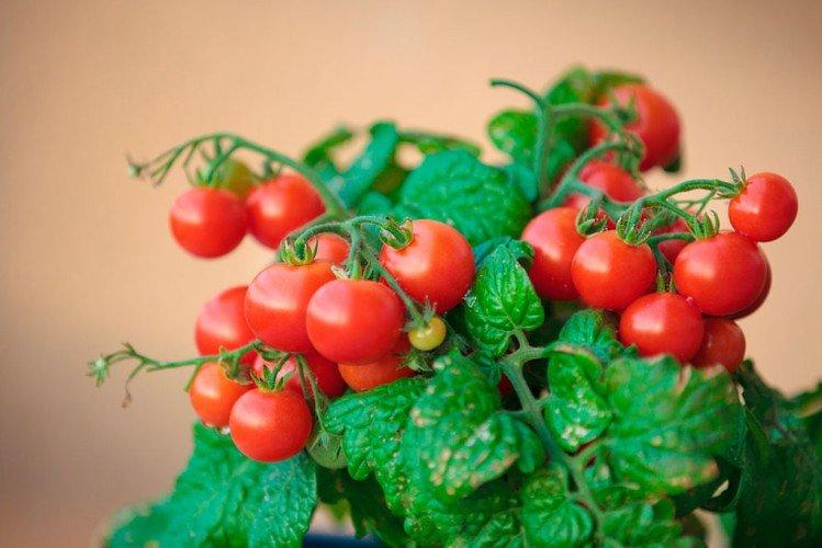 Пигмей - Популярные сорта томатов черри для подоконника