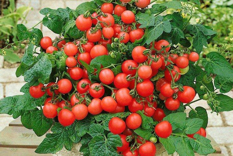 Балконное чудо - Популярные сорта томатов черри для подоконника