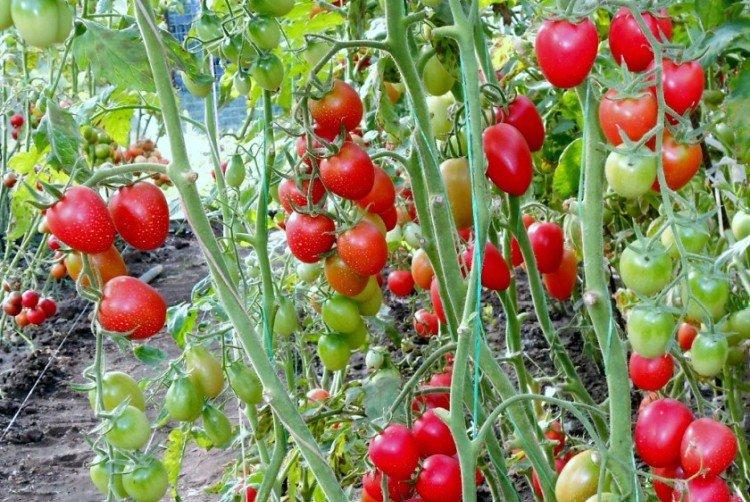 Ликопа - Лучшие сорта томатов черри для Подмосковья