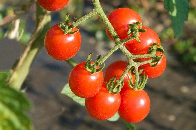 Мио - Лучшие сорта томатов черри для Подмосковья
