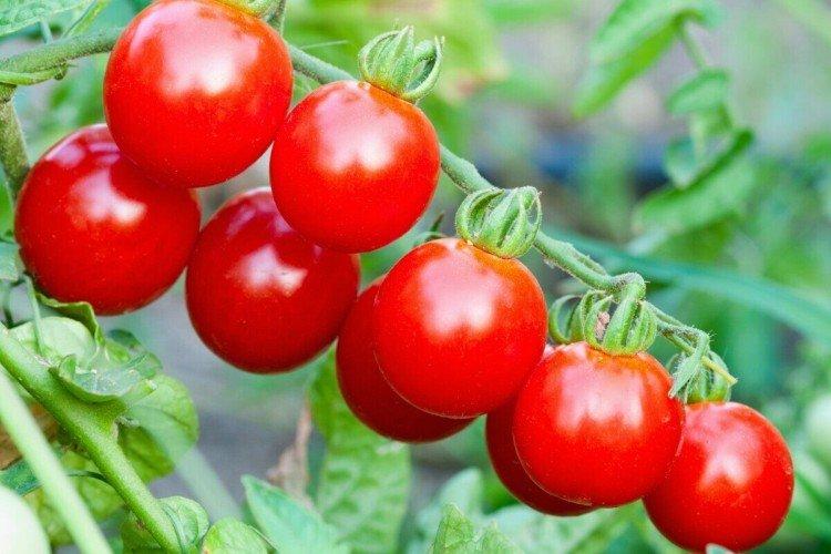 Маришка - Лучшие сорта томатов черри для Подмосковья