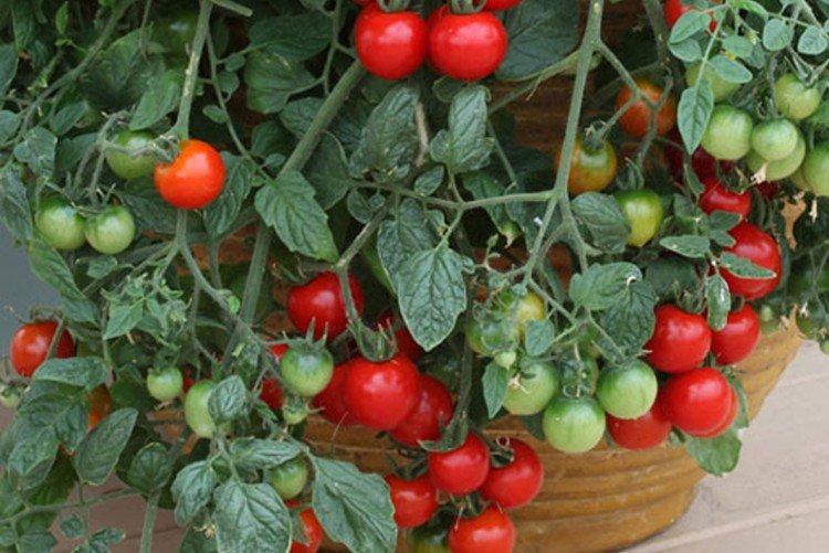Красная шапочка - Лучшие сорта томатов черри для Подмосковья
