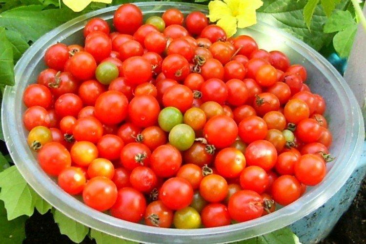 Ожерелье красное - Лучшие сорта томатов черри для Урала и Сибири