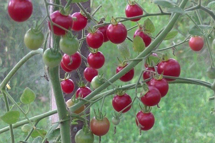 Шалун - Лучшие сорта томатов черри для Урала и Сибири
