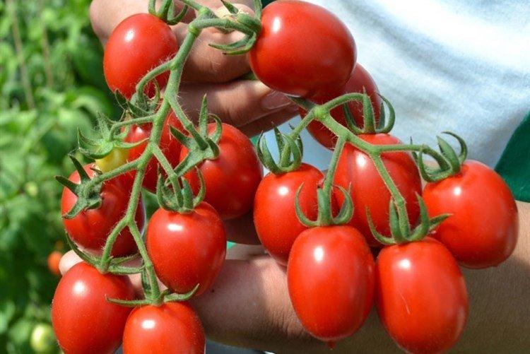 Вериге - Лучшие сорта томатов черри для Урала и Сибири