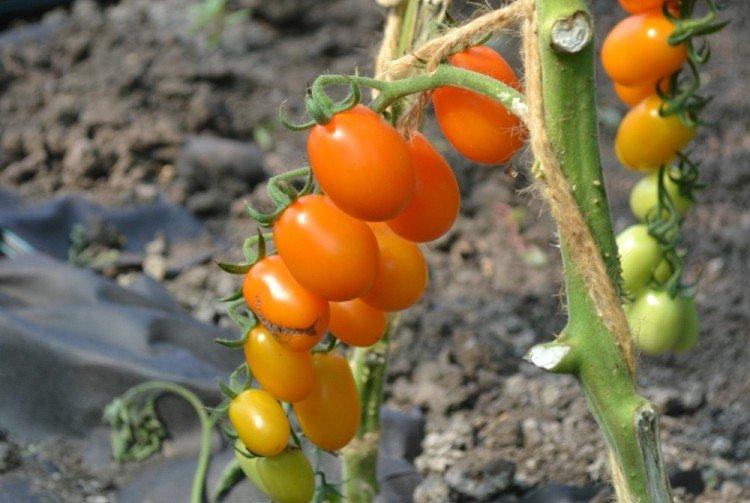 Черри Лиза - Лучшие сорта томатов черри для Урала и Сибири