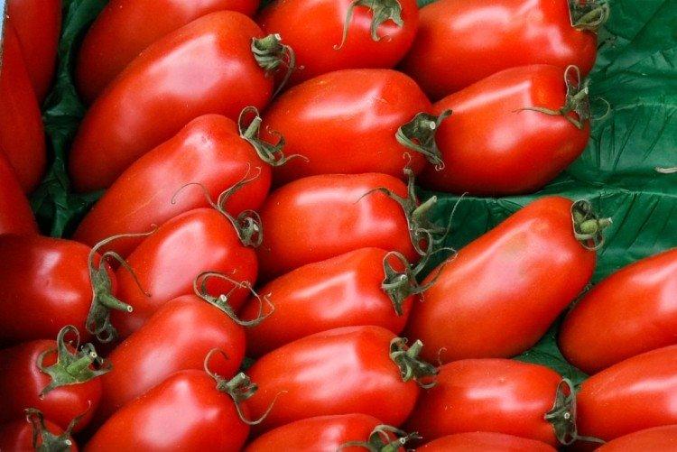 Воловьи уши - Самые высокоурожайные сорта томатов для Подмосковья