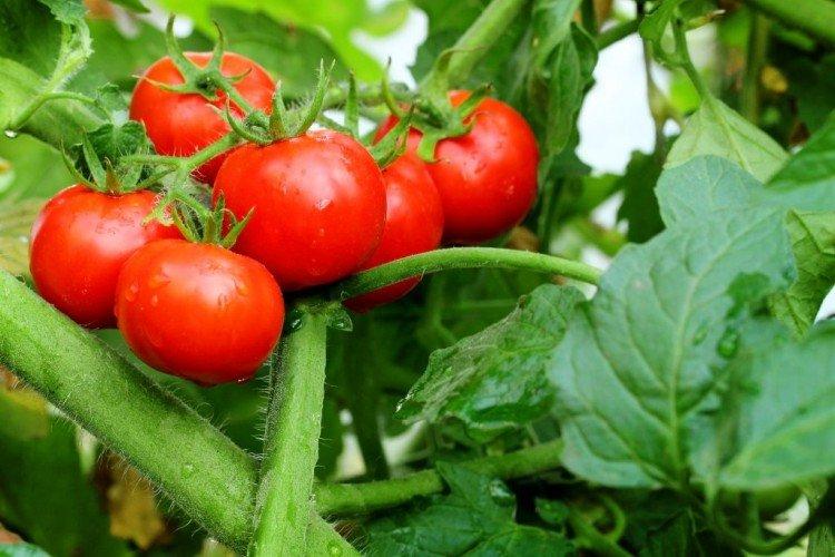Взрыв - Самые высокоурожайные сорта томатов для Подмосковья