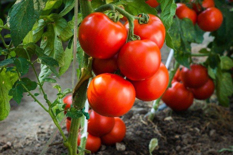 Андромеда - Самые высокоурожайные сорта томатов для Подмосковья