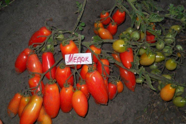luchshie sorta tomatov dlya podmoskovya nazvaniya foto 1294 52533