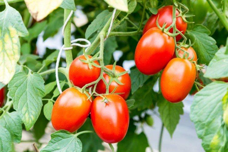 Чио-чио-сан - Среднеспелые сорта томатов для Подмосковья