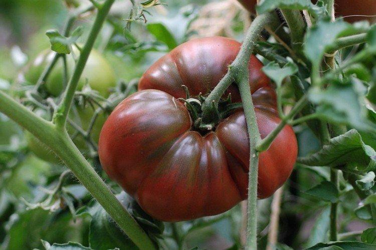 Черный принц - Среднеспелые сорта томатов для Подмосковья