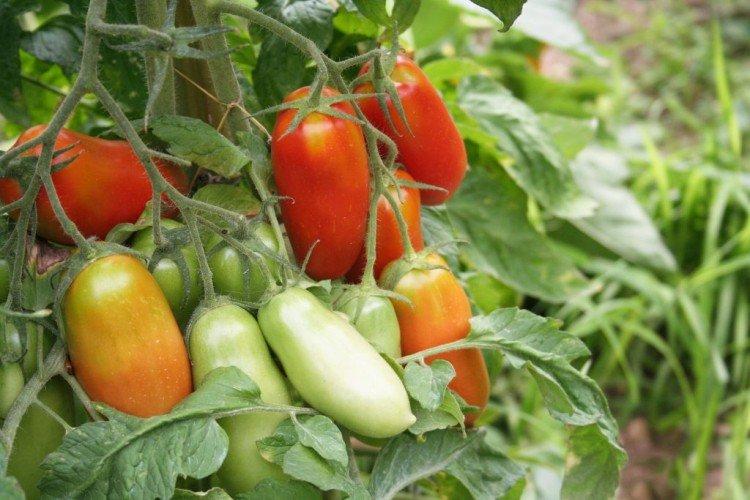 Ракета - Поздние сорта томатов для Подмосковья