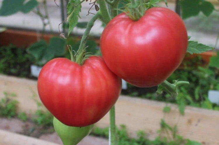 Абаканский - Поздние сорта томатов для Подмосковья