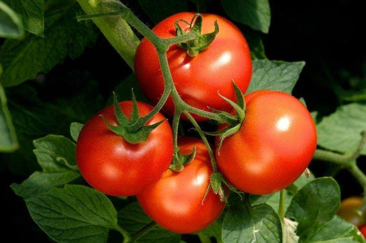 luchshie sorta tomatov dlya podmoskovya nazvaniya foto 1294 52558