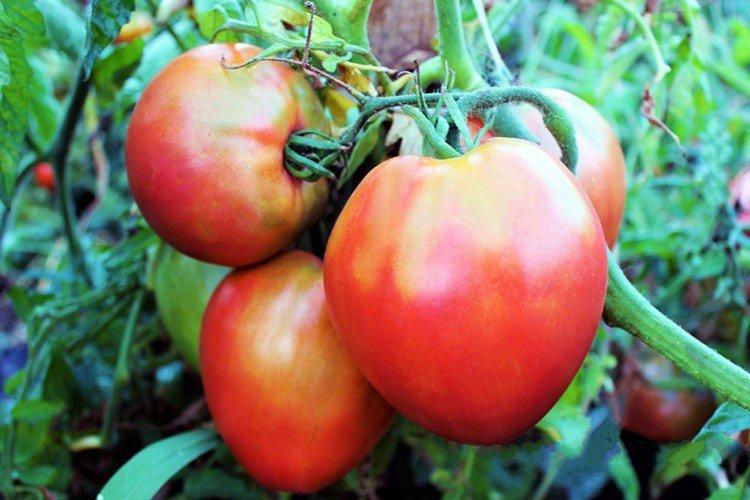 luchshie sorta tomatov dlya podmoskovya nazvaniya foto 1294 52566