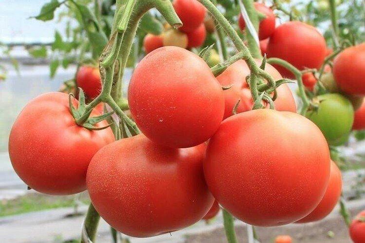 Евпатор - Сорта томатов для теплиц из поликарбоната