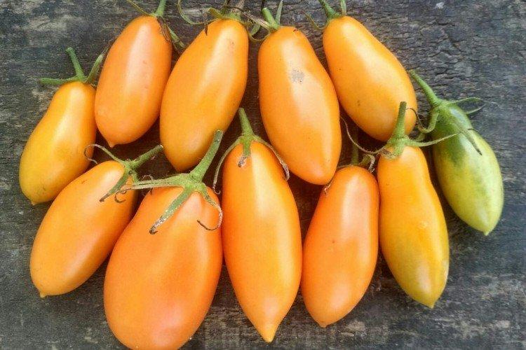 Мидас - Сорта томатов для парников и пленочных теплиц