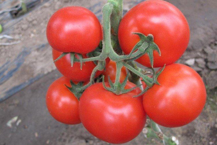 Силуэт - Сорта томатов для парников и пленочных теплиц