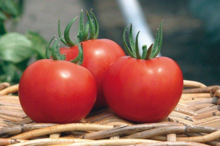 Тривет - Сорта томатов для парников и пленочных теплиц