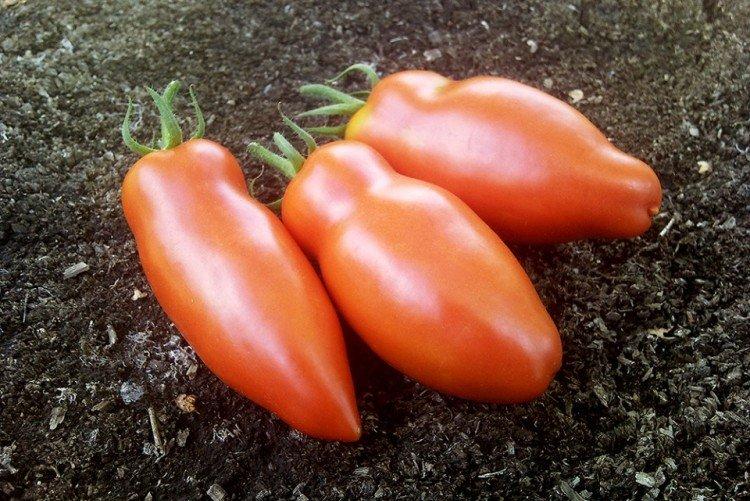 Алый мустанг - Сорта томатов для парников и пленочных теплиц