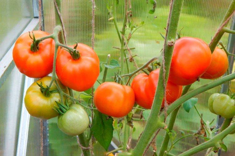 Ураган - Самые высокоурожайные сорта томатов для теплицы