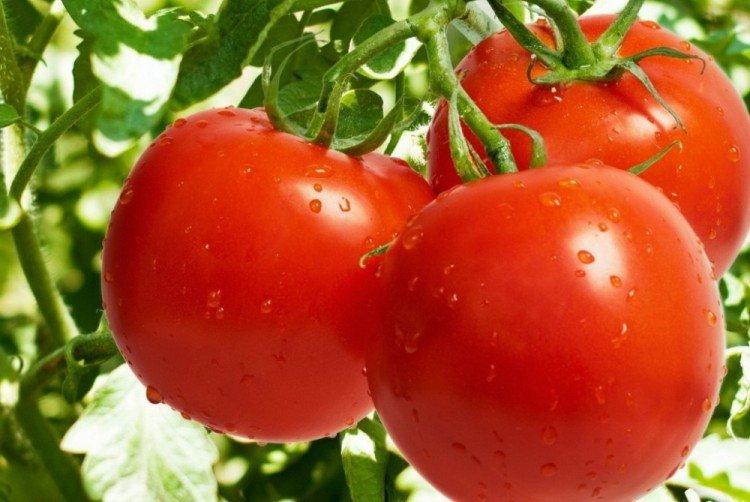Поиск - Самые высокоурожайные сорта томатов для теплицы