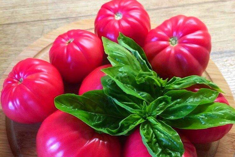 Розмарин - Самые высокоурожайные сорта томатов для теплицы