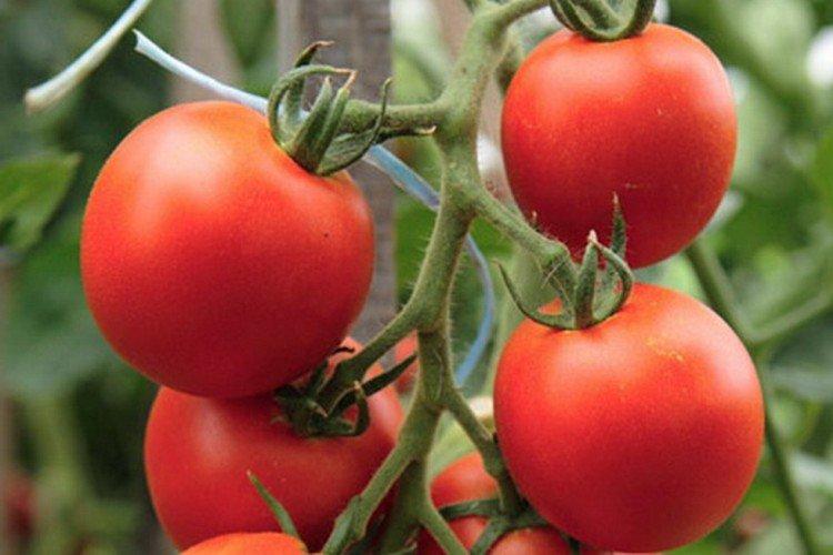 Семко-Синдбад - Самые высокоурожайные сорта томатов для теплицы