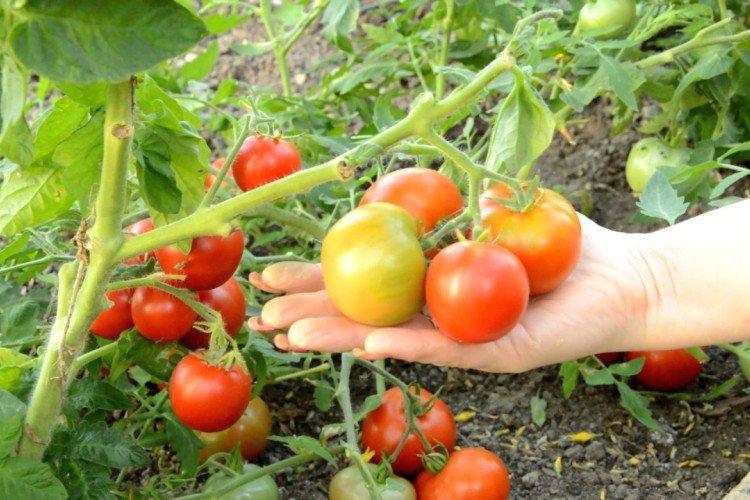 Японский карлик - Самые высокоурожайные сорта томатов для теплицы