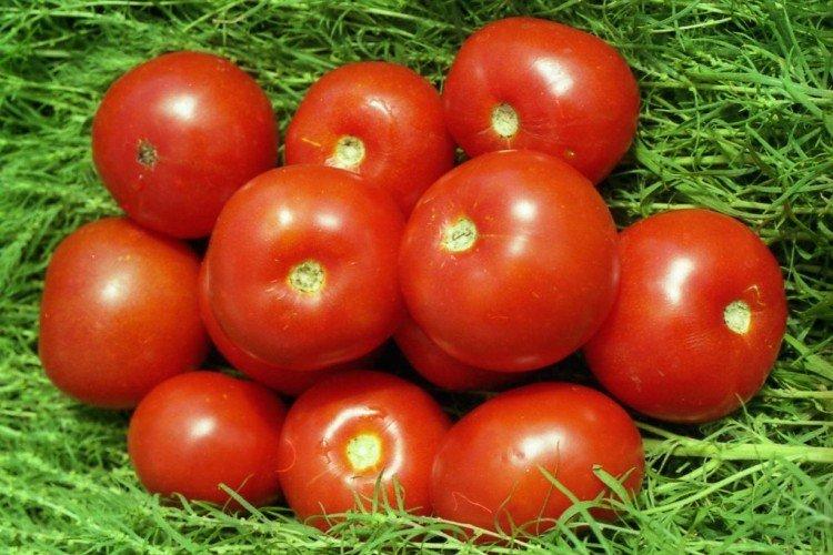 Волгоградский скороспелый - Ранние сорта томатов для теплиц