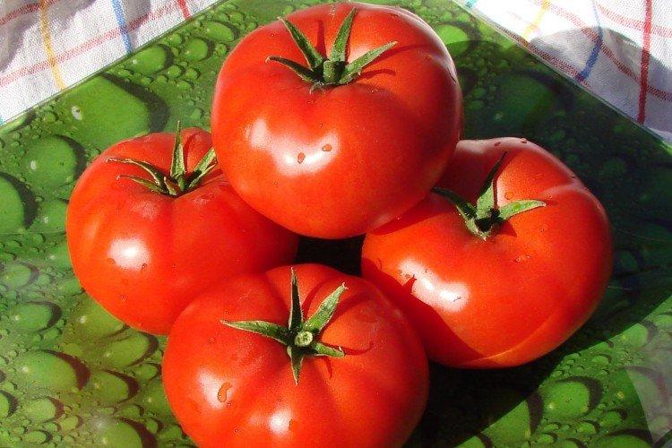 Мастер - Ранние сорта томатов для теплиц