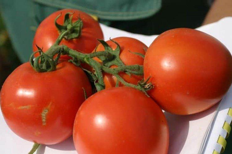Дружок - Ранние сорта томатов для теплиц