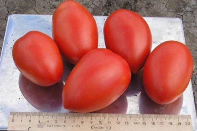 Колибри - Ранние сорта томатов для теплиц