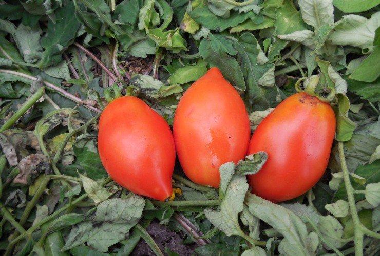 Ракета - Средние и поздние сорта томатов для теплиц