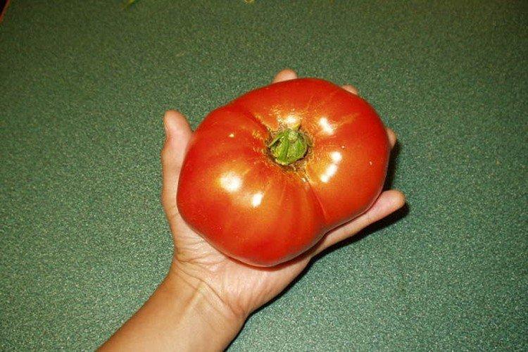 Русский размер - Средние и поздние сорта томатов для теплиц