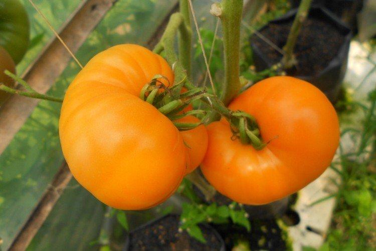 Амана Оранж - Крупноплодные сорта томатов для теплицы