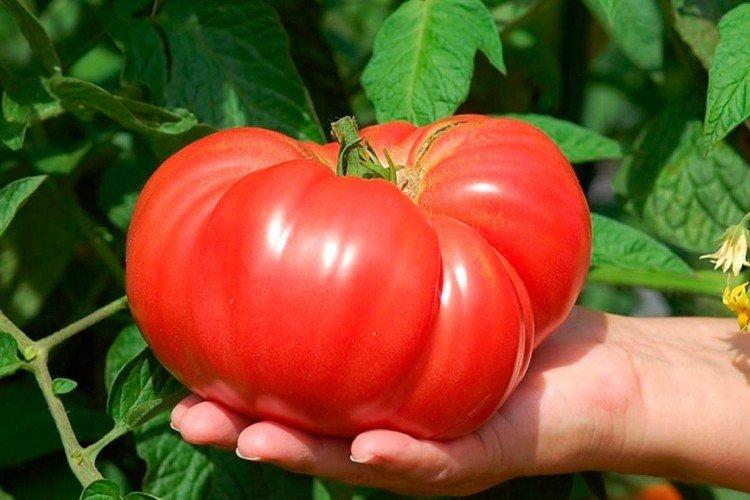 Скорпион - Крупноплодные сорта томатов для теплицы